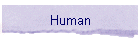 Human